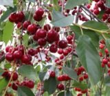 10 Ways to Repel Birds from Cherries and Other Berries