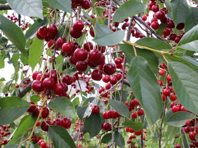 Cherries in close proximity usually attract starlings. author of the photo L. Lubertaitė.