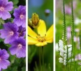 16 combinations for a flower garden with the color «Very Peri»: get ideas