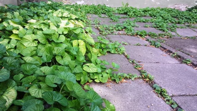 Instead of a shade lawn, there are sidewalk tiles with sprawling perennials. Vilnius, old town courtyard.