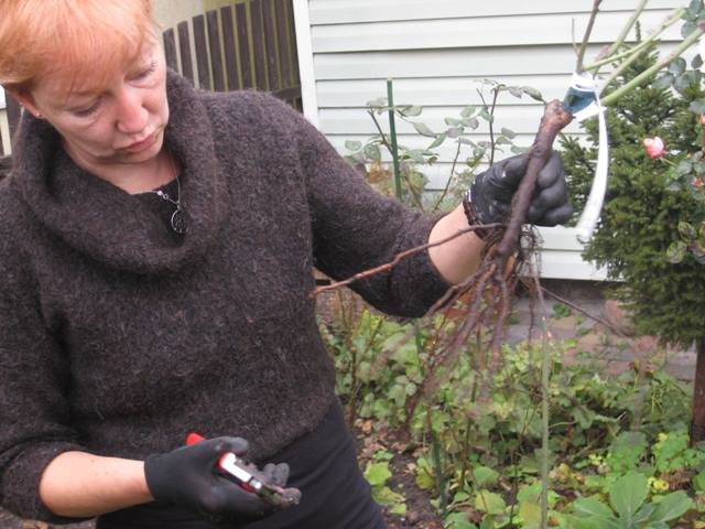 1 rose plant in Nijole Karpaviciene