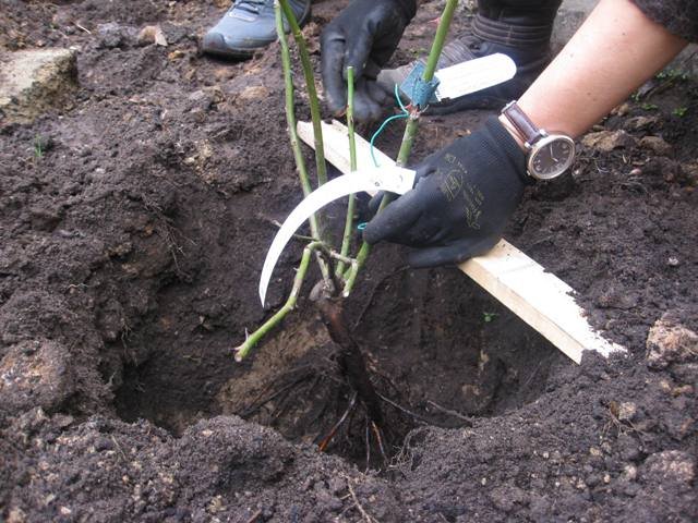 Planting roses