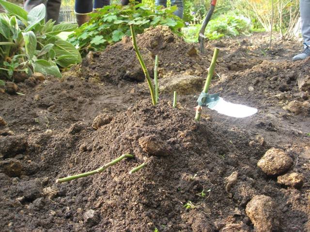 Planting depth of roses
