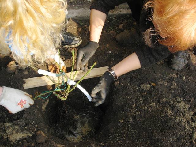 Planting roses