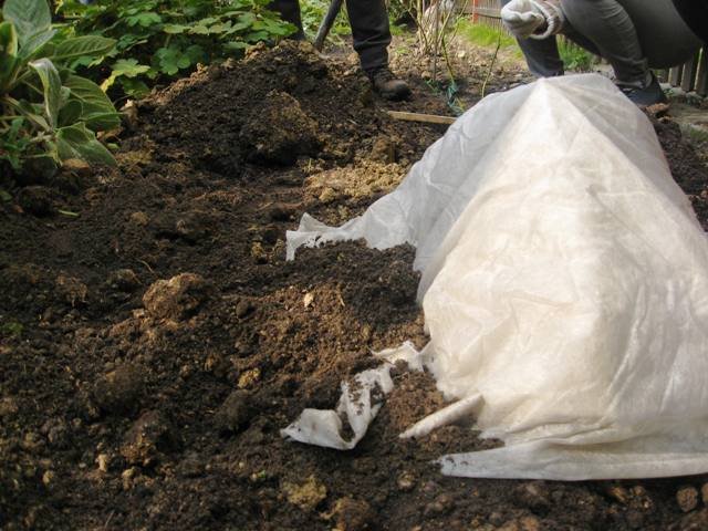 4 Hedging roses for the winter: how about a new seedling