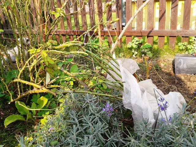 Hedging roses for the winter