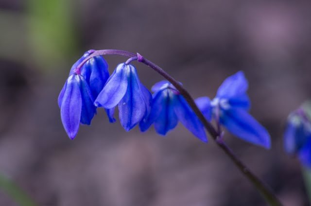 The holes in spring flowers remind us of the fragility of spring.