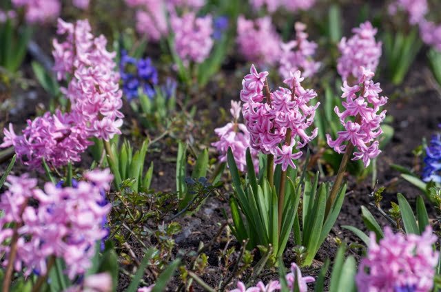Hyacinths are classic spring flowers.