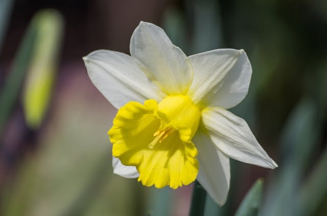 What is spring without daffodils!!!