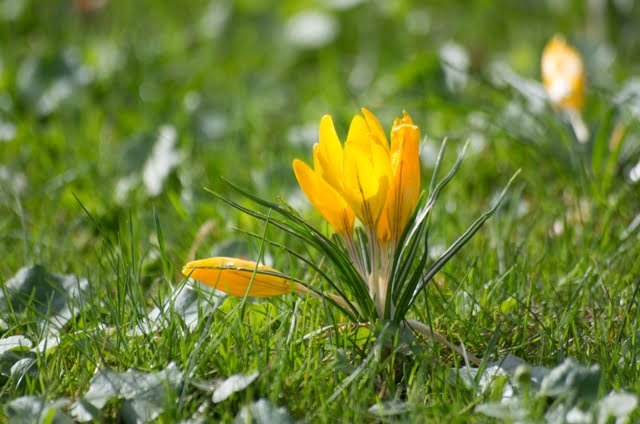 The crocus is a typical fascinating spring plant.