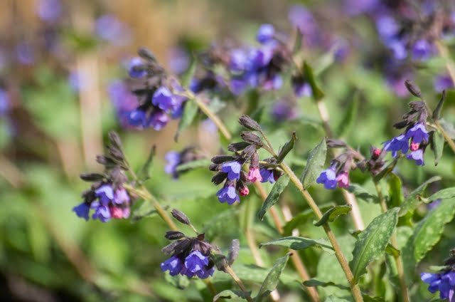 Pulmonaria saccharata (Pulmonaria saccharata)