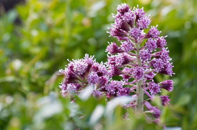 Broadleaf Spoonbill (Petasites hybridus)