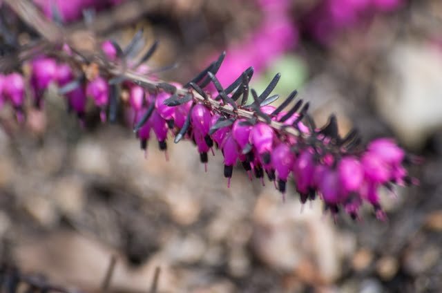 Is it possible not to notice it? Spring heather (Erica carnea).