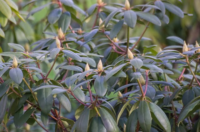 Rhododendron (rhododendron), stacked shoots.