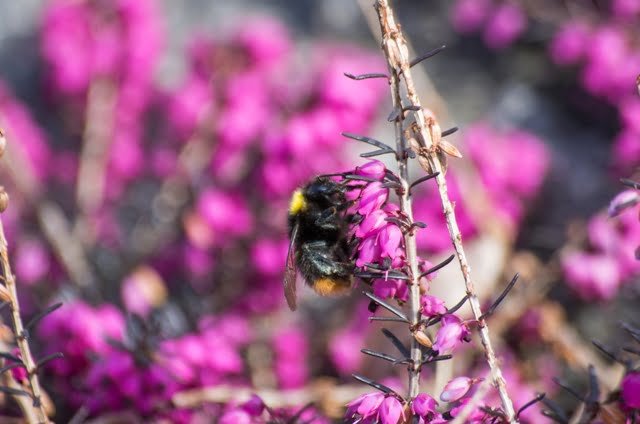 We're not the only ones who notice this! Spring heather (Erica carnea).