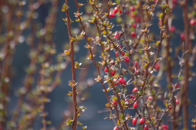Berberis vulgaris, red-leaved form (Berberis vulgaris)