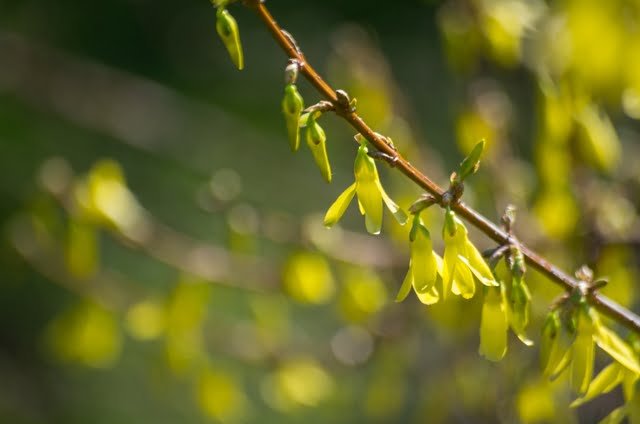 Forsythia is famous for its bright yellow flowers.