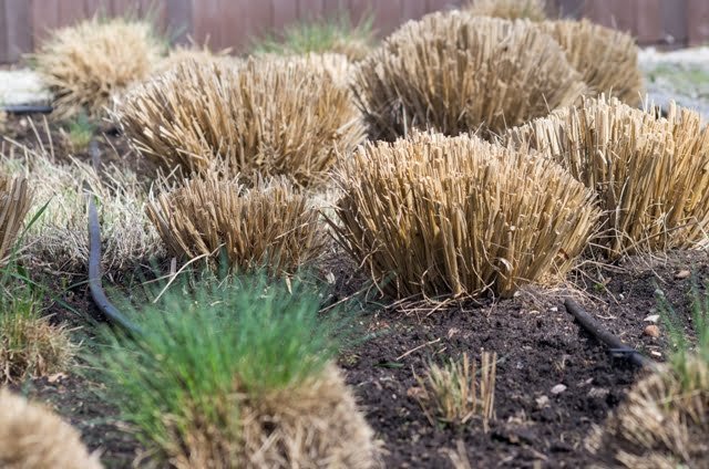 Bell plants reveal all their beauty only in the second half of the year, and for now they are preparing calmly.