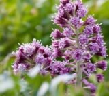 Spring flowers by color: looking for inspiration in the Bernardine garden