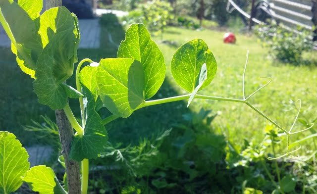 Growing peas