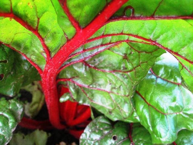 Unique leafy beets "blood vessels" written