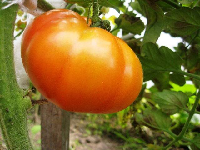 Tomato is a source of vitamin C, lycopene and potassium