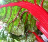 Easy-to-grow vegetables that lower blood pressure