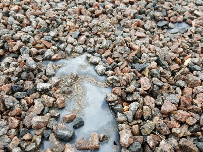 Polyethylene films are completely unsuitable for protection against parasites. photo L. Liubertaitė