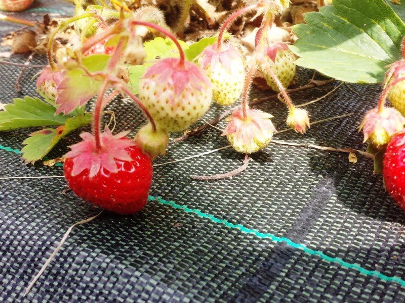 Are all weed wraps really reliable?