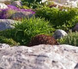 Decorative stones for the rock garden: how to choose them and put them together