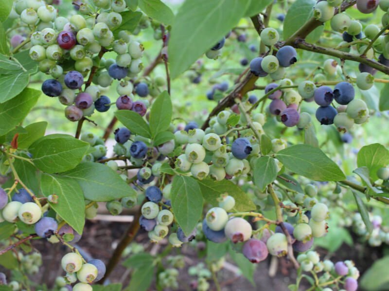 Not everyone knows how to properly care for rowanberries. photo Lina Lubertaitė
