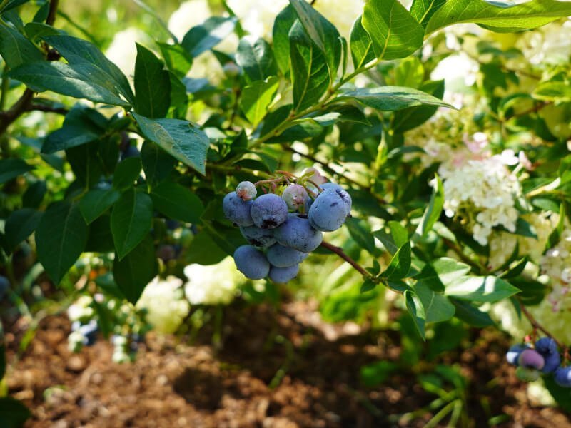 Regular pruning of rowanberries will ensure a good harvest. photo Lina Lubertaitė