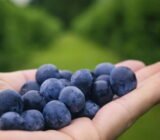 How to prune rowanberries in spring so that the berries are large