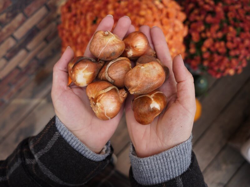 Tulip bulbs. photo Lina Lubertaitė