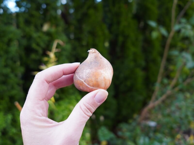 When planting, the top of the bulb should face upwards. photo Lina Lubertaitė