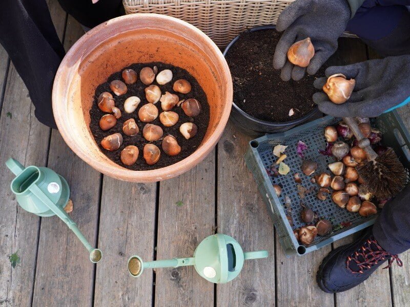 The song does not leave large gaps between the bulbs: plant them densely. photo Lina Lubertaitė