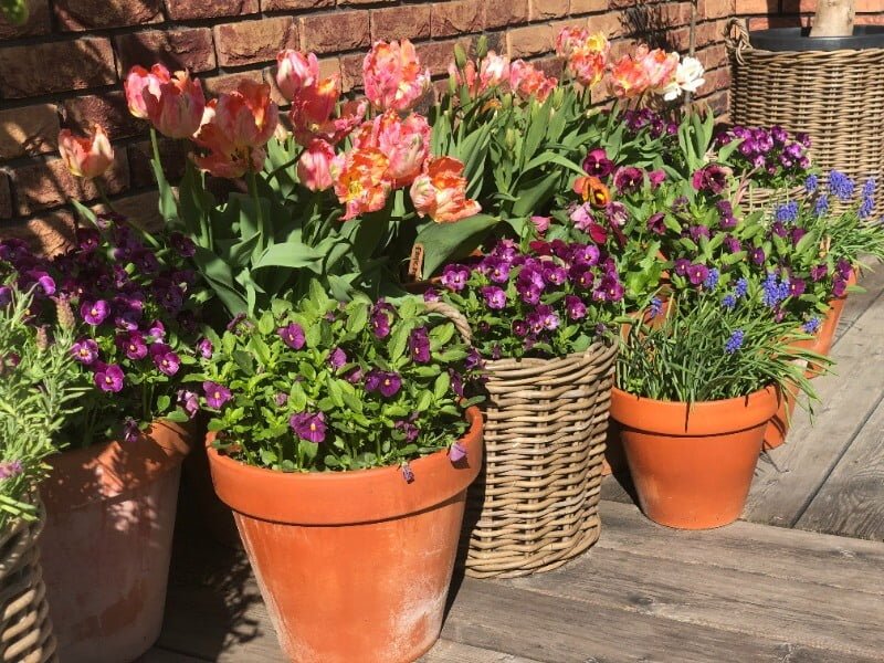 You'll thank yourself for not being too lazy to plant bulbs in the fall. photo Mackone song