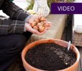 planting instructions and common mistakes