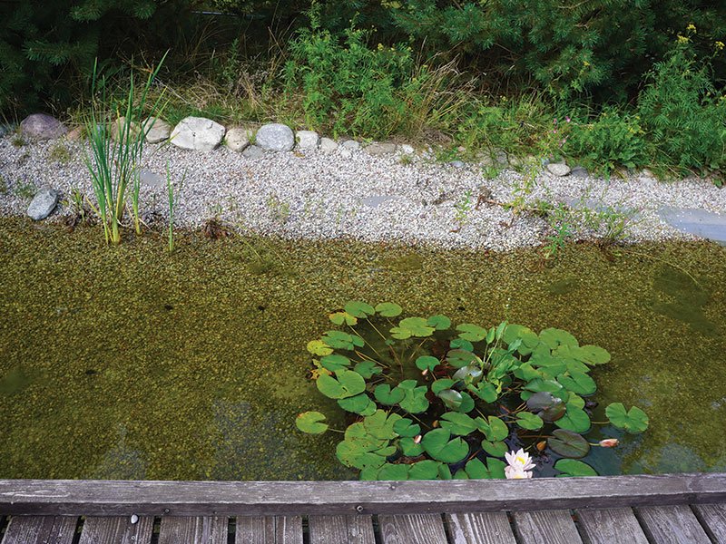Antanas plans to plant more plants in this pond. photo Lina Lubertaitė