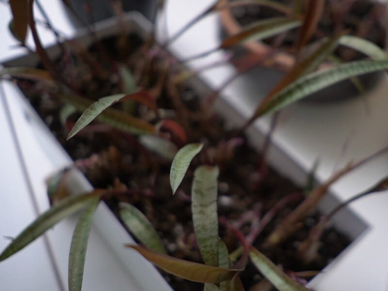 Ledburyias are undemanding indoor flowers. photo L. Lubertaitė