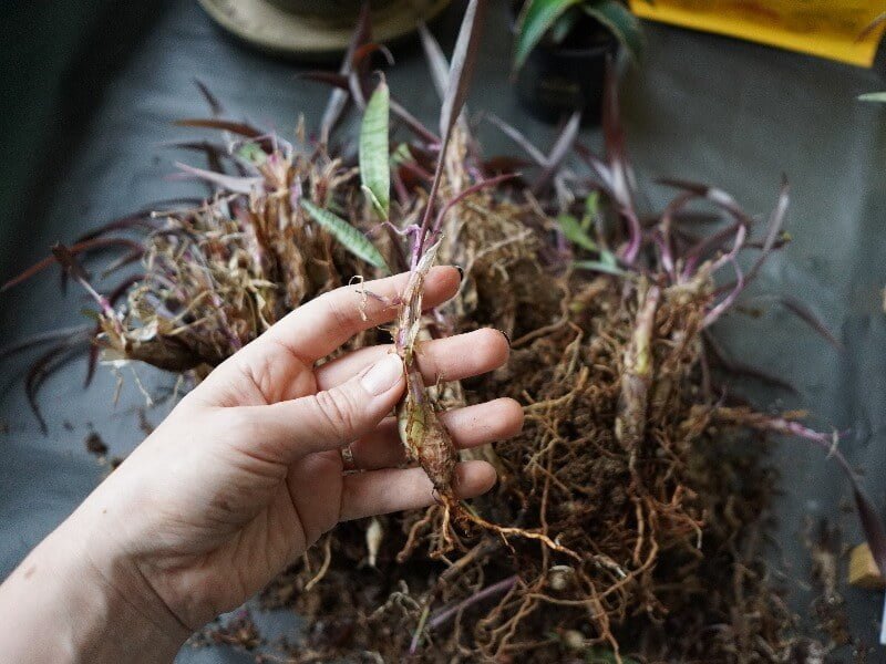 We select the most beautiful bulbs. photo L. Lubertaitė