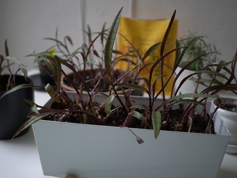 With the help of different pots, ledeburiia will reveal itself in different colors. photo L. Lubertaitė