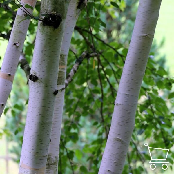 Deciduous trees