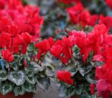 Cyclamen, care and maintenance – Online Plant Sales