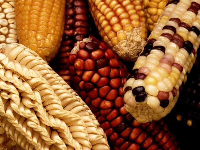 There are a few tricks you need to know to successfully grow a variety of corn.