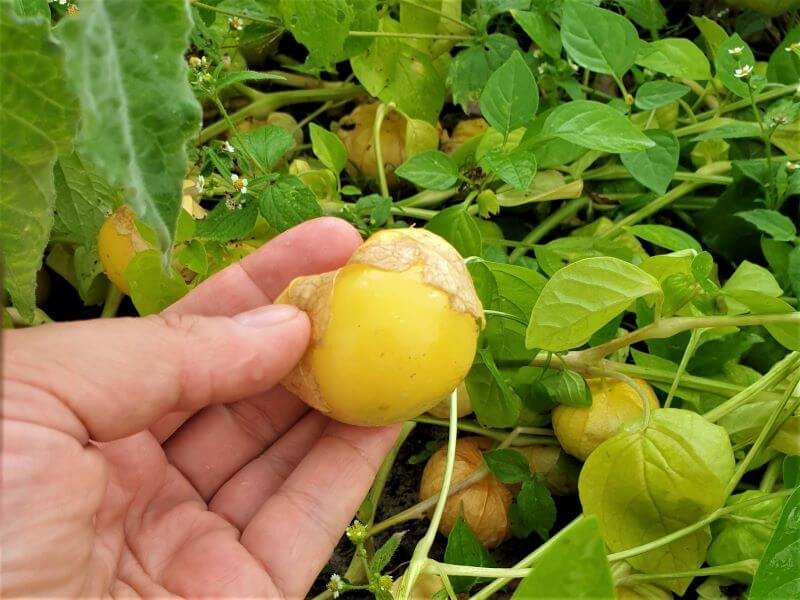 Yellow tomatillo. photo E. Mikolaitytė