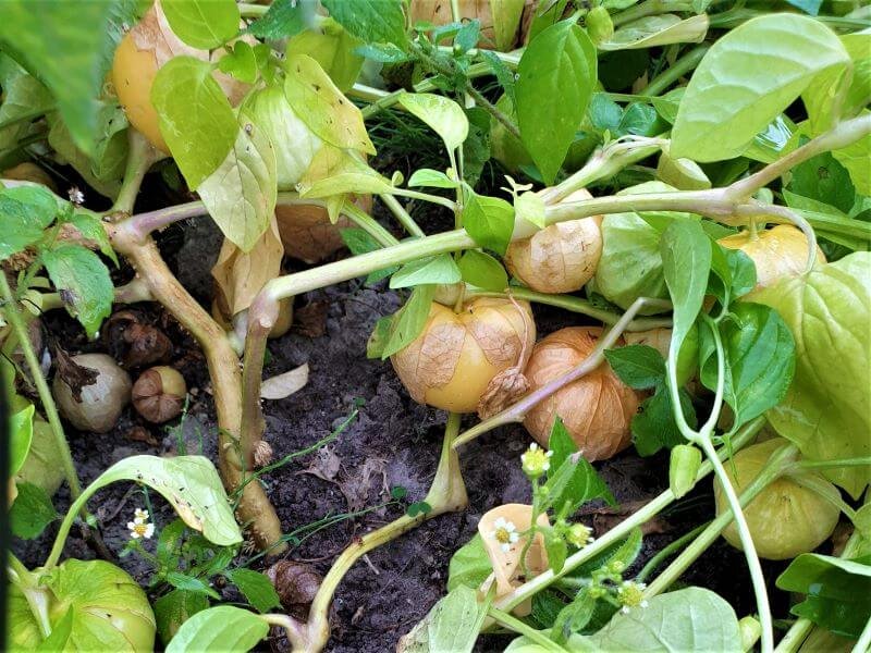 Tomatillos or tomatillos in the ground. photo E. Mikolaitytė