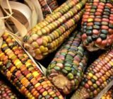 Mexican vegetables in a Lithuanian garden: mission possible! –