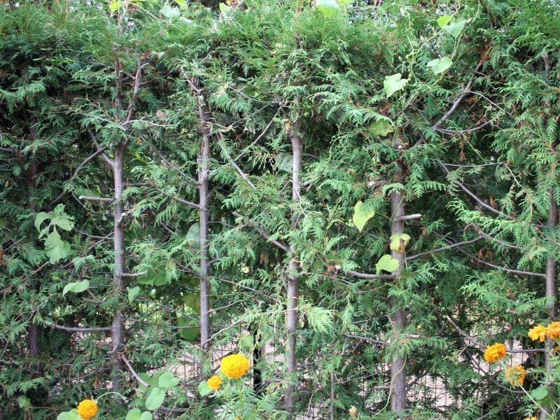 Form a thuja hedge. After drastic pruning, the hedge appears bare for a while, but eventually it begins to develop new branches and becomes green again. photo L. Lubertaitė
