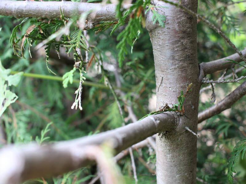 Form a thuja hedge. Young green twigs are evidence that a severely pruned thuja will regrow. photo L. Lubertaitė